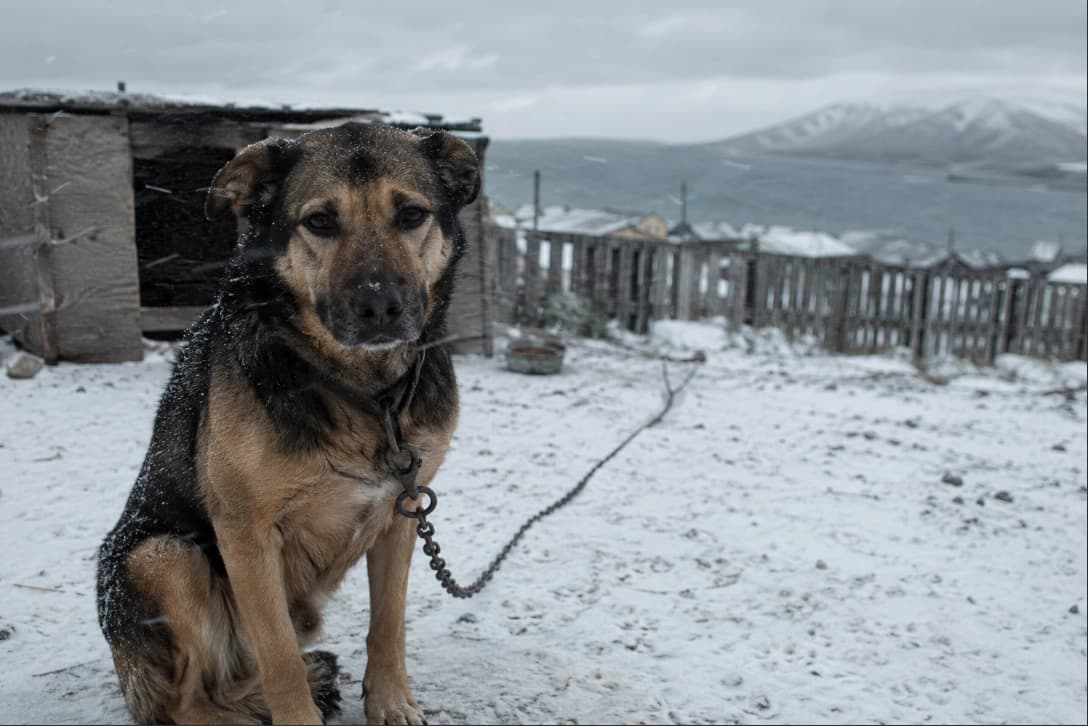 No lo dejes afuera: por qué atar a tu perro en invierno puede hacerle daño