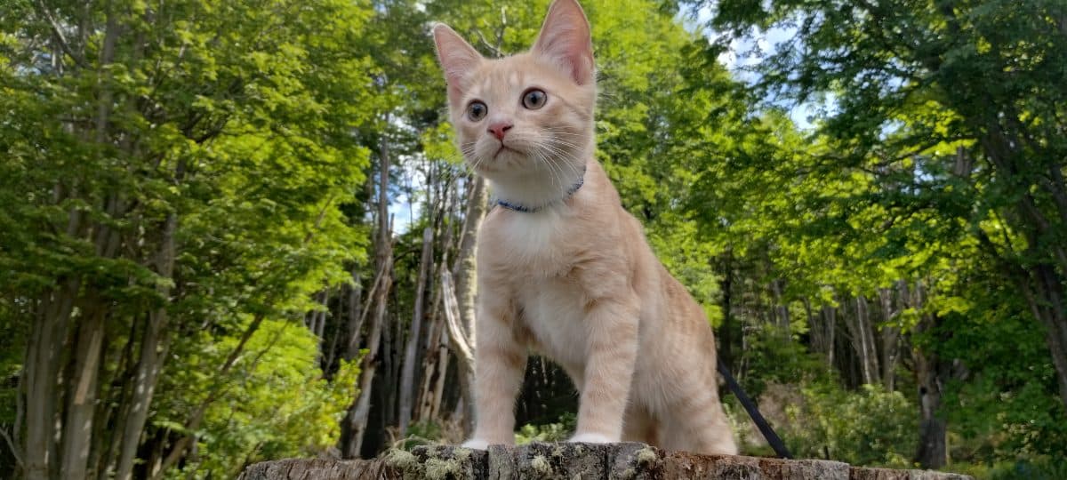 Gato