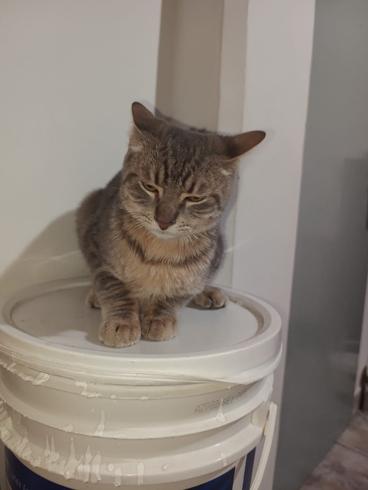 Gato